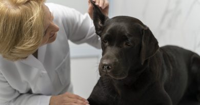 Patarimai augintinių šeimininkams lankantis pas veterinarą
