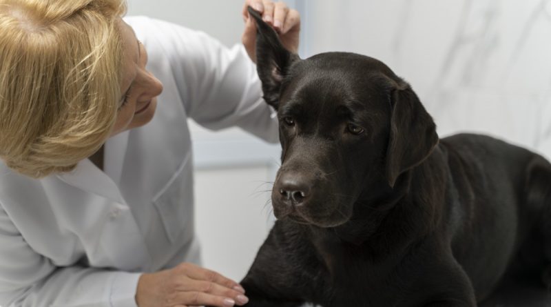 Patarimai augintinių šeimininkams lankantis pas veterinarą