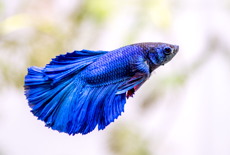 Žuvys atspindinčios kiekvieno Zodiako ženklo stilių